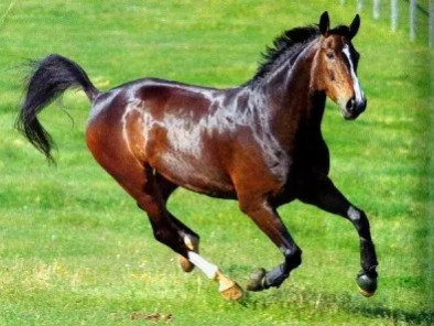 晚清沧海事:制度落后就要挨打-124:下卷七十三:归因论-1:一次马种改良导致的强国覆灭