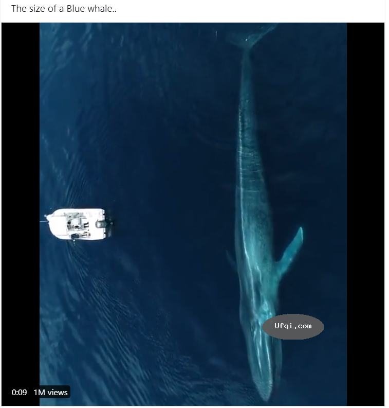 大海中的蓝鲸与捕鱼船Largest animal, Blue Whale