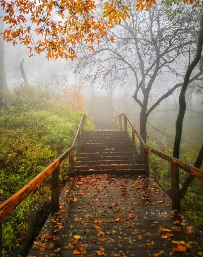 金色的秋天丛林尽染风景如画-16：金黄的树林-4