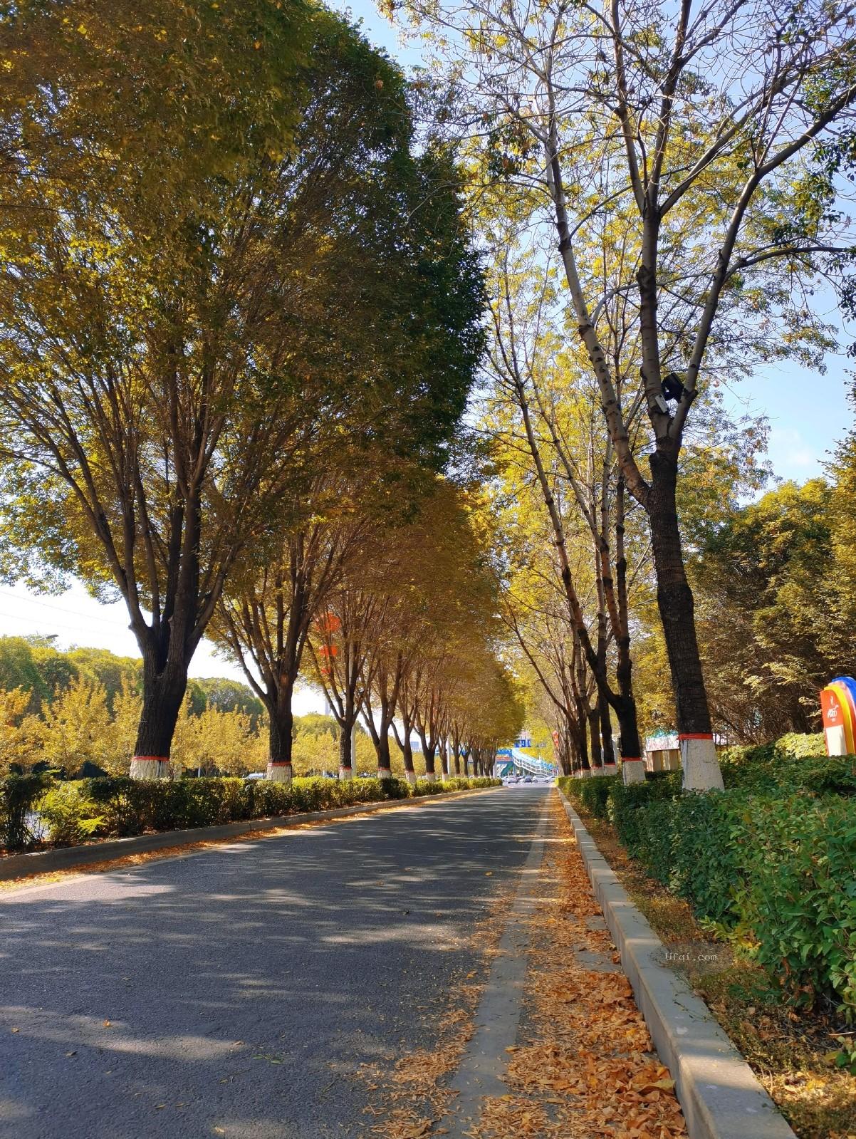 金色的秋天风景如画景色迷人-20：丛林尽染