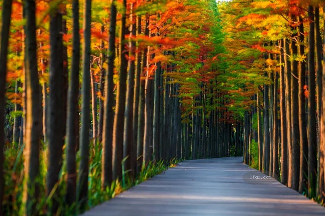 金色的秋天丛林尽染风景如画-39：秋风秋雨秋意浓-4