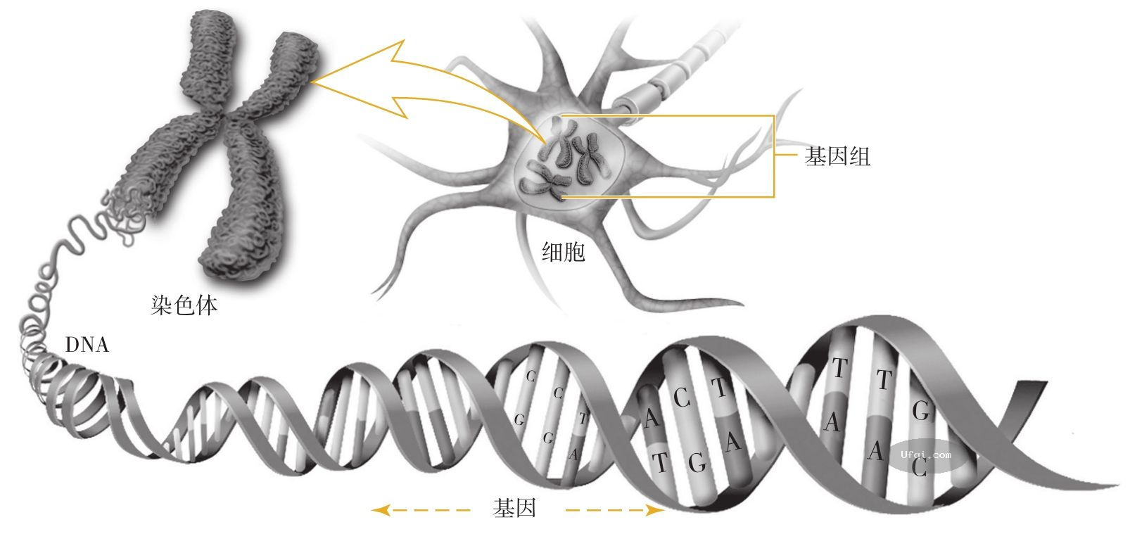 津巴多普通心理学 Psychology: Core Concepts-6: 第二章 生物心理学,神经科学与人类天性-4