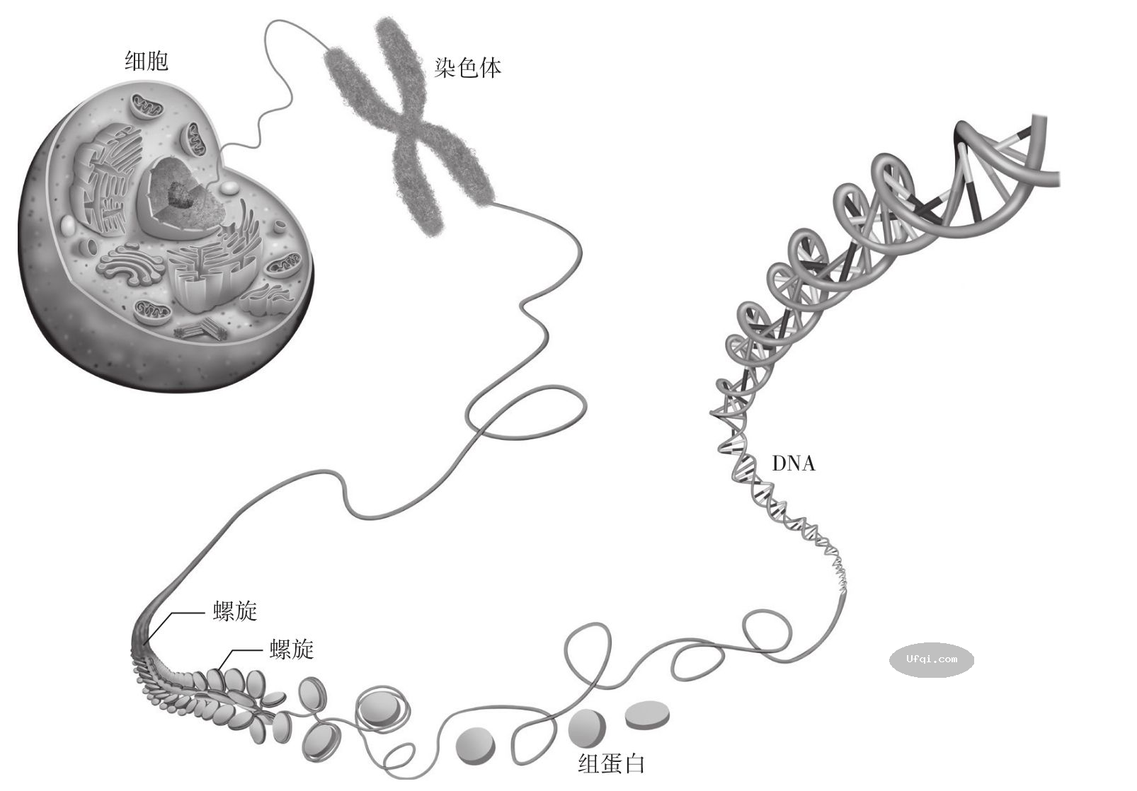 津巴多普通心理学 Psychology: Core Concepts-6: 第二章 生物心理学,神经科学与人类天性-5