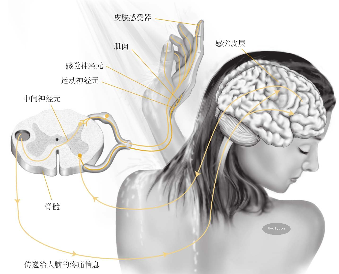 津巴多普通心理学 Psychology: Core Concepts-6: 第二章 生物心理学,神经科学与人类天性-7