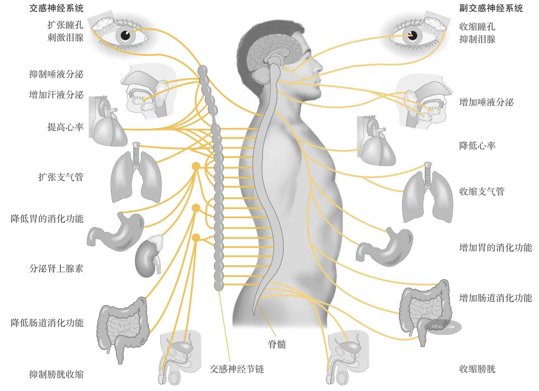 津巴多普通心理学 Psychology: Core Concepts-6: 第二章 生物心理学,神经科学与人类天性-11: 神经系统