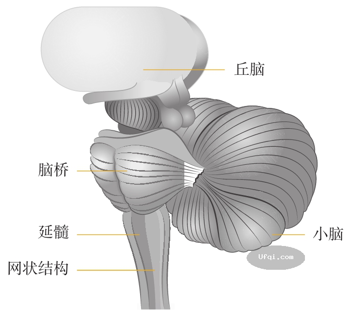 津巴多普通心理学 Psychology: Core Concepts-6: 第二章 生物心理学,神经科学与人类天性-14