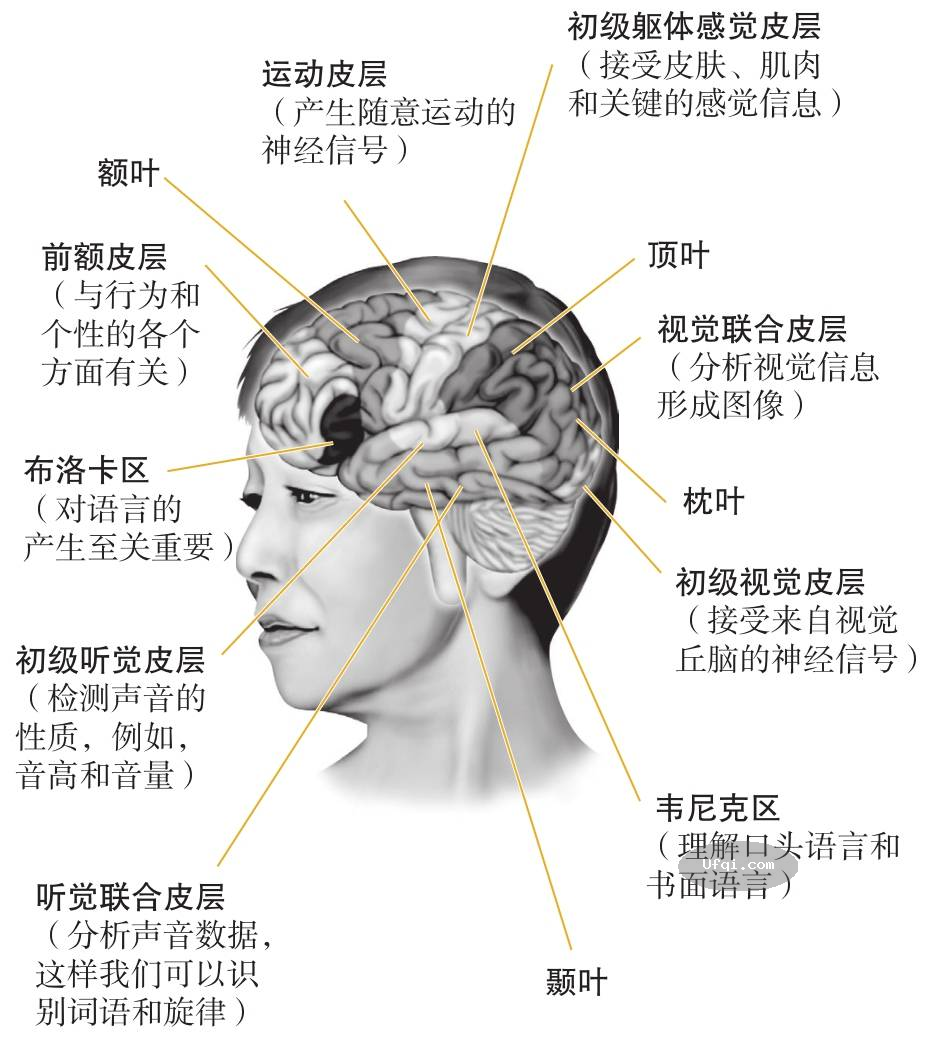 津巴多普通心理学 Psychology: Core Concepts-6: 第二章 生物心理学,神经科学与人类天性-16