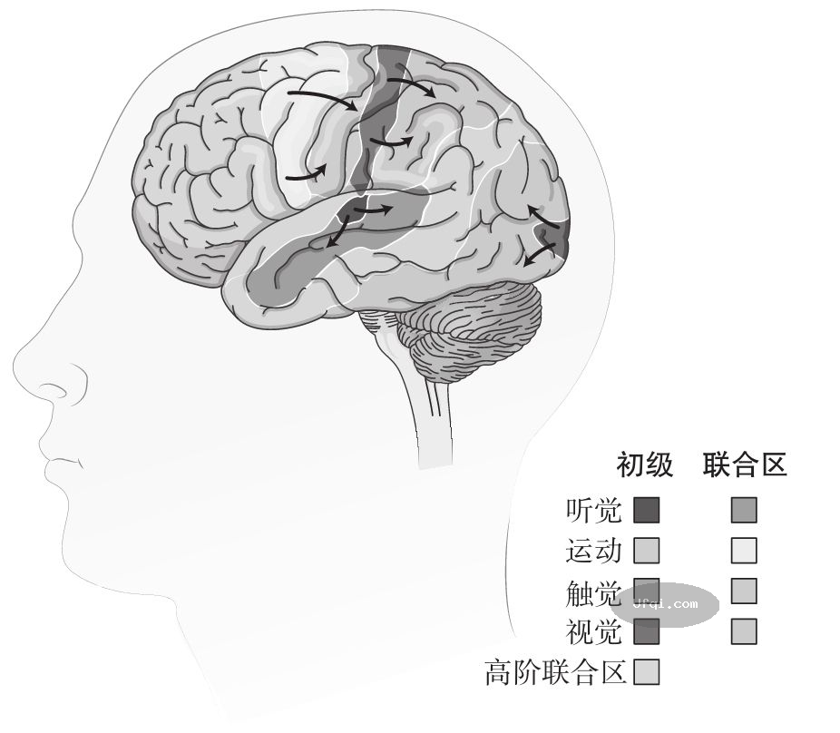 津巴多普通心理学 Psychology: Core Concepts-6: 第二章 生物心理学,神经科学与人类天性-17