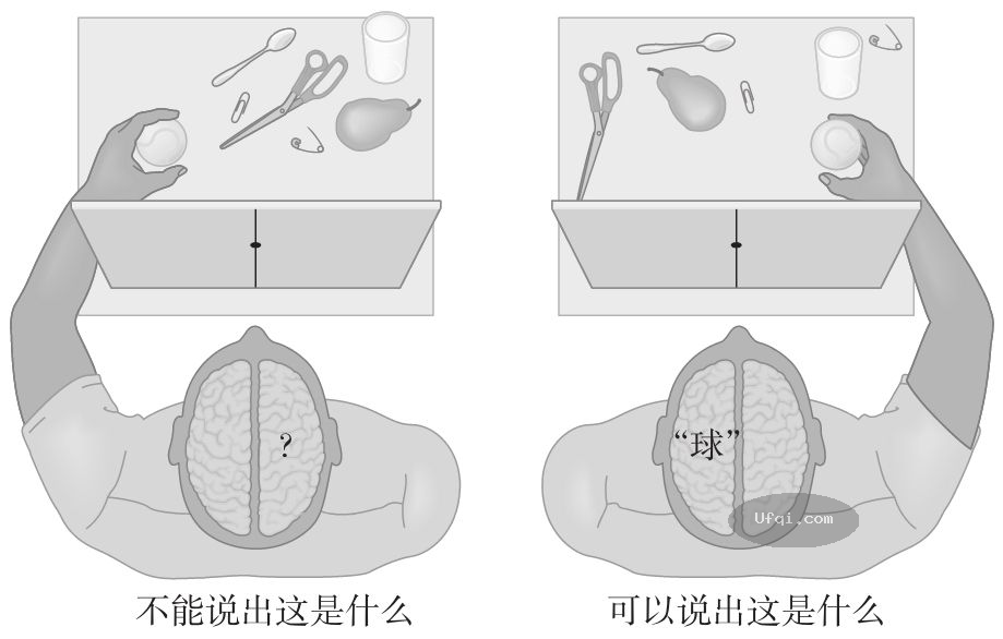 津巴多普通心理学 Psychology: Core Concepts-6: 第二章 生物心理学,神经科学与人类天性-19