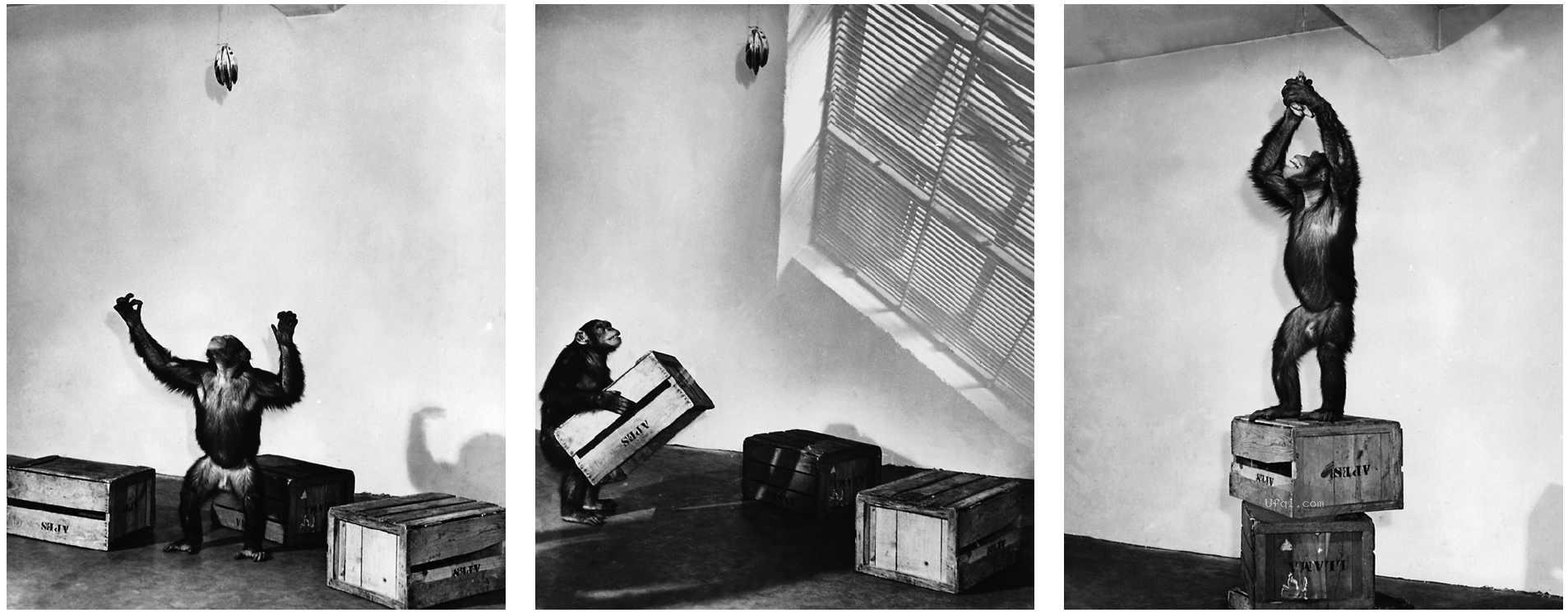 津巴多普通心理学 Psychology: Core Concepts-8: 第四章 学习与人类后天发展-16