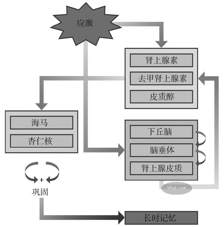 津巴多普通心理学 Psychology: Core Concepts-9: 第五章 记忆-13
