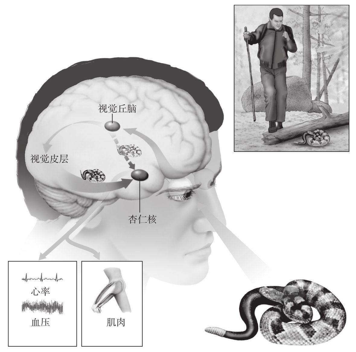 津巴多普通心理学 Psychology: Core Concepts 4: 第九章: 动机与情绪-14