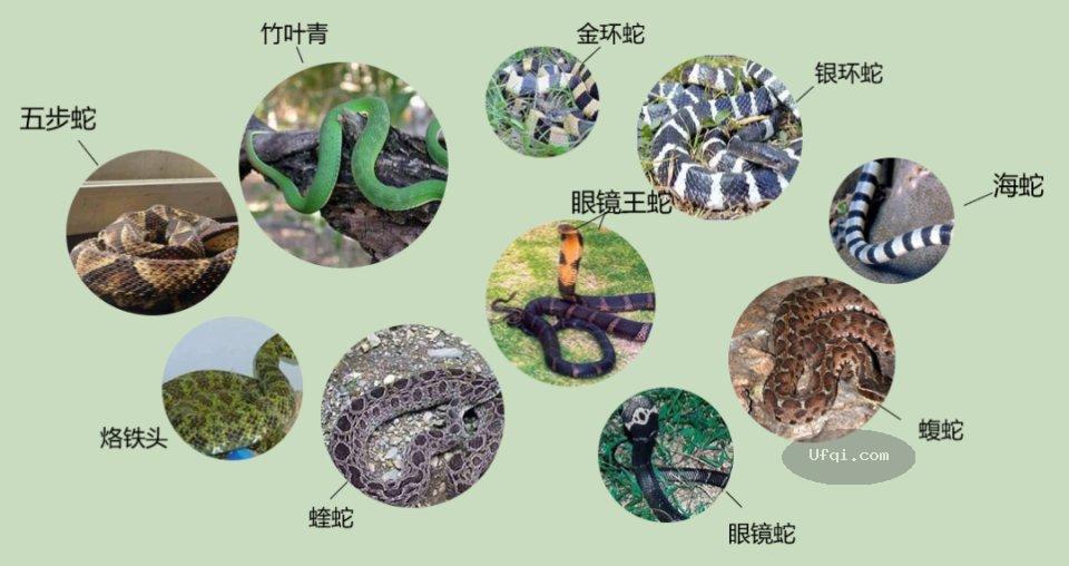 被毒蛇咬伤怎么办? 科学应对蛇咬伤救命指南